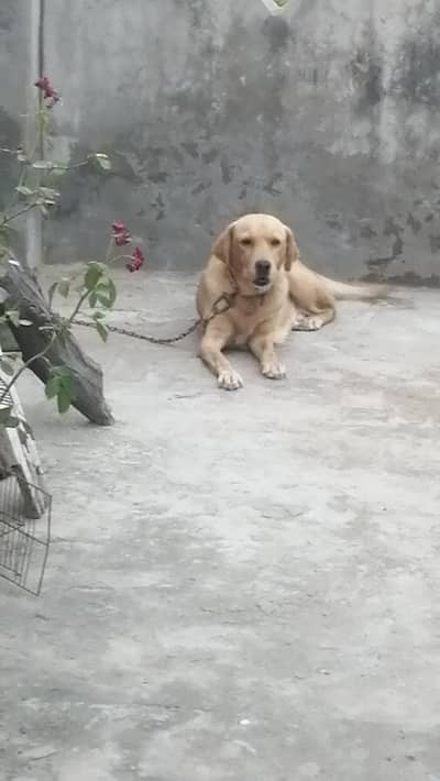 labrador female for sale