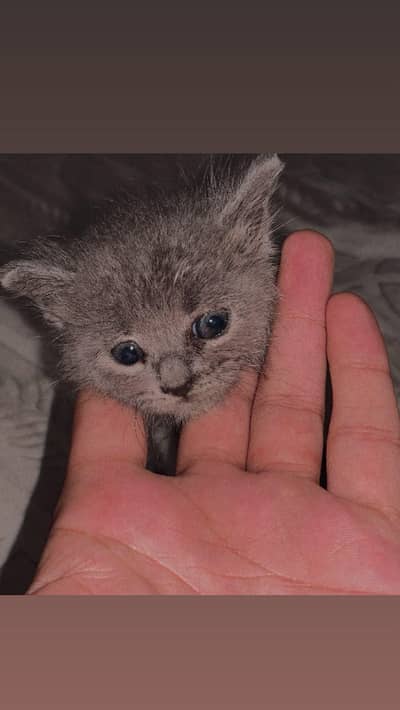 Persian Cat Female