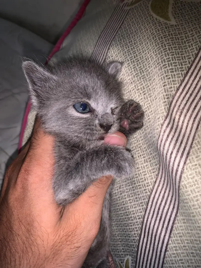 Persian Cat Female — photo 2