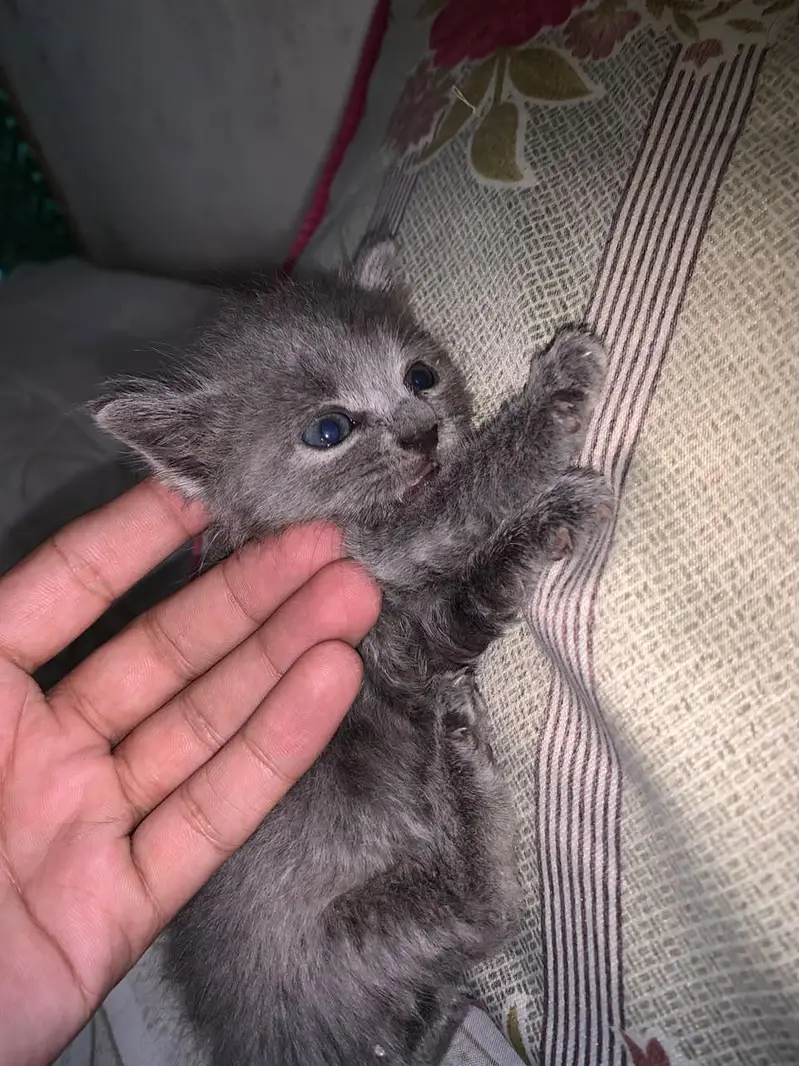 Persian Cat Female — photo 3