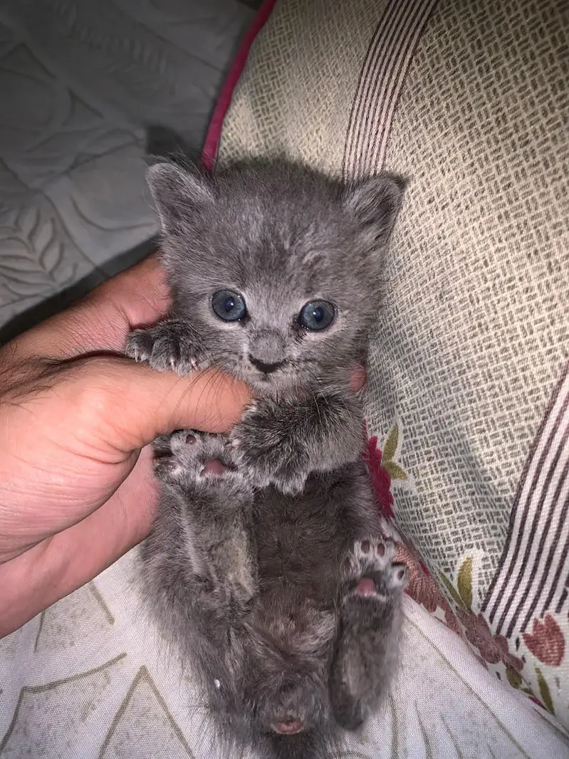 Persian Cat Female — photo 4