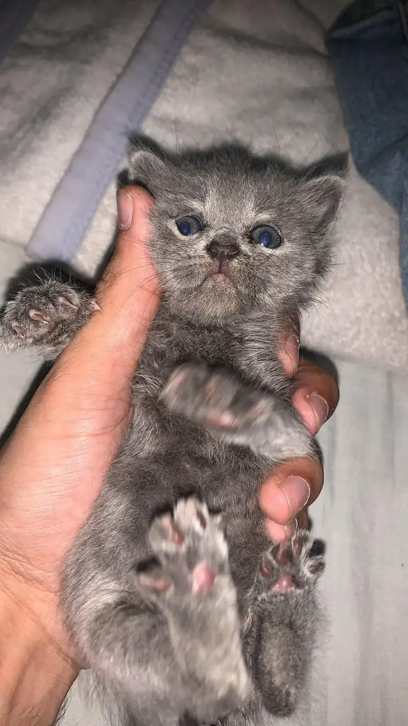 Persian Cat Female — photo 5
