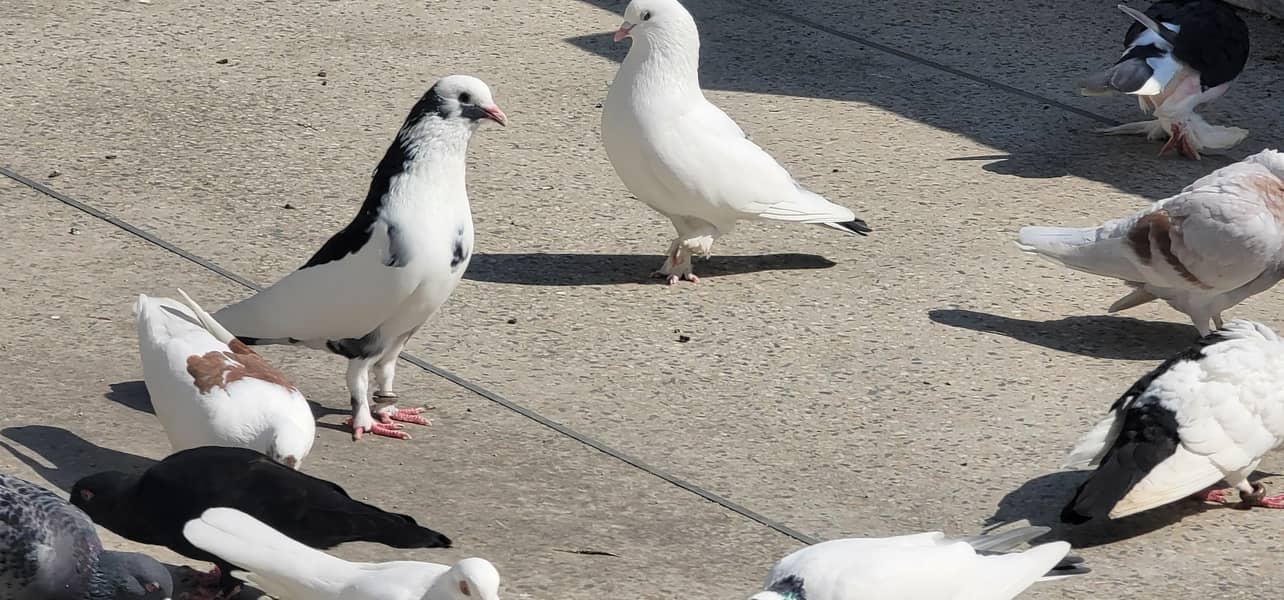 fancy pegions 0