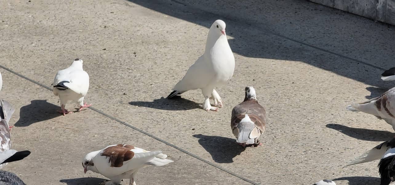 fancy pegions 1