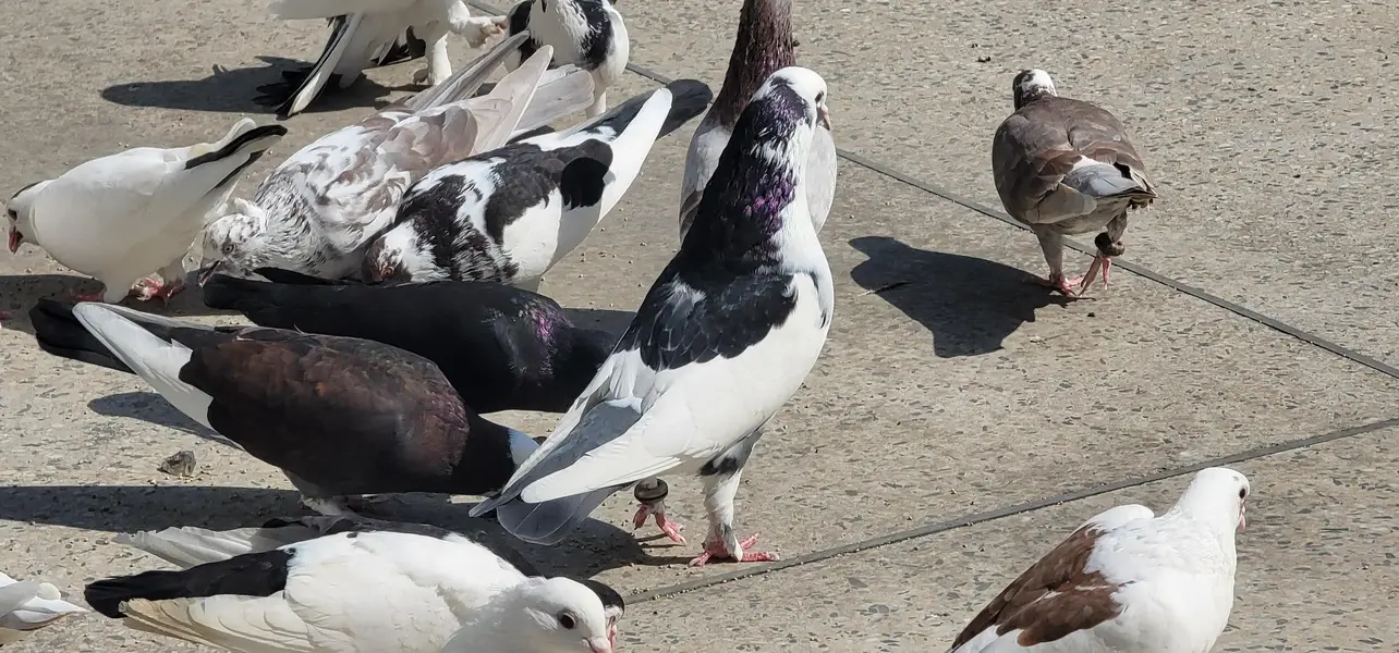 fancy pegions — photo 3