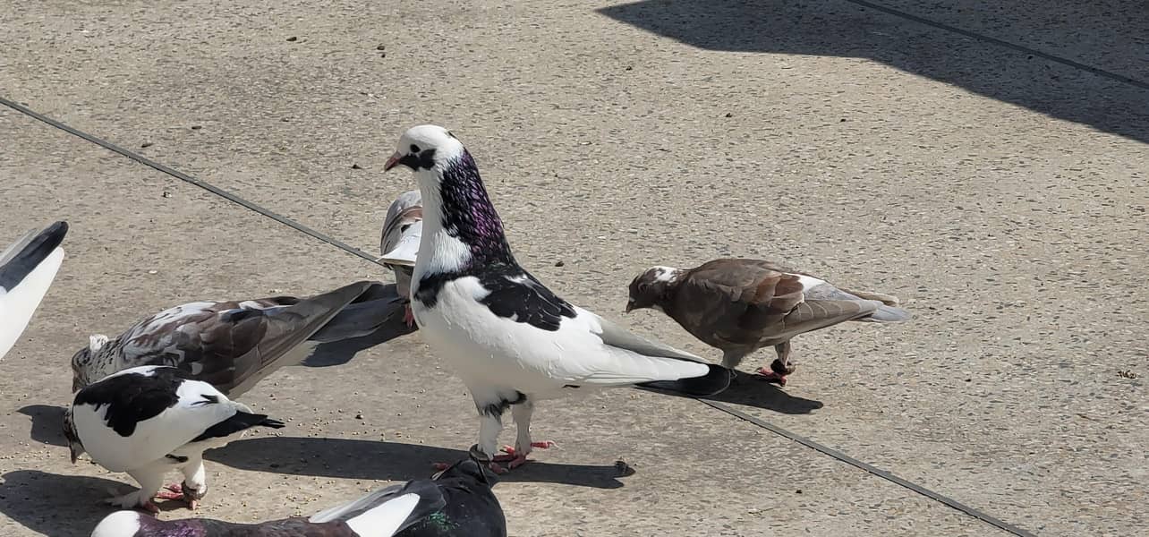 fancy pegions 3
