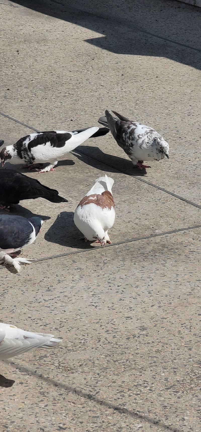 fancy pegions 4