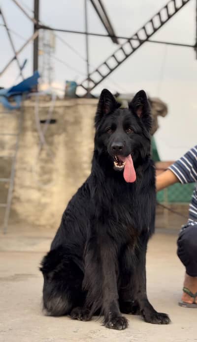 German Shepherd stud