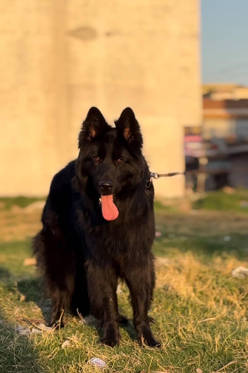 German Shepherd stud 2