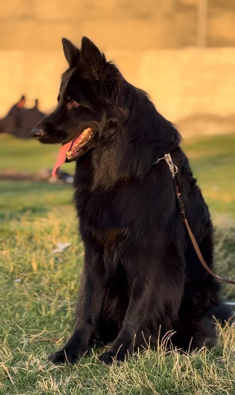 German Shepherd stud 3