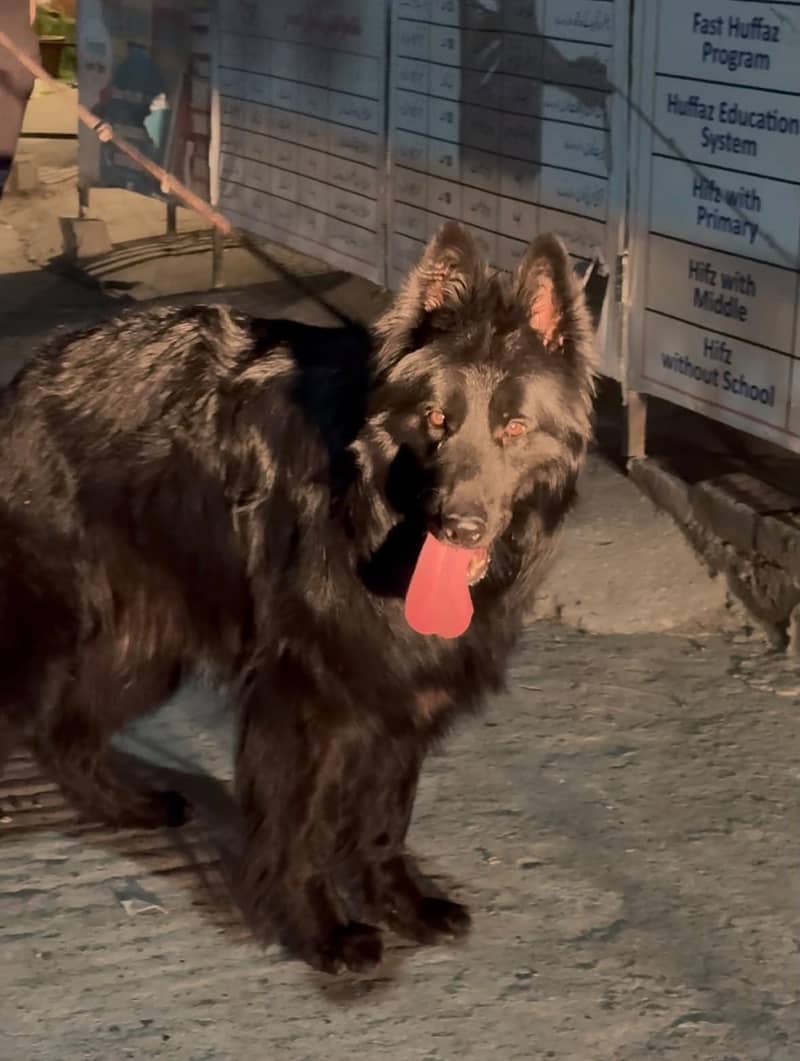 German Shepherd stud 4