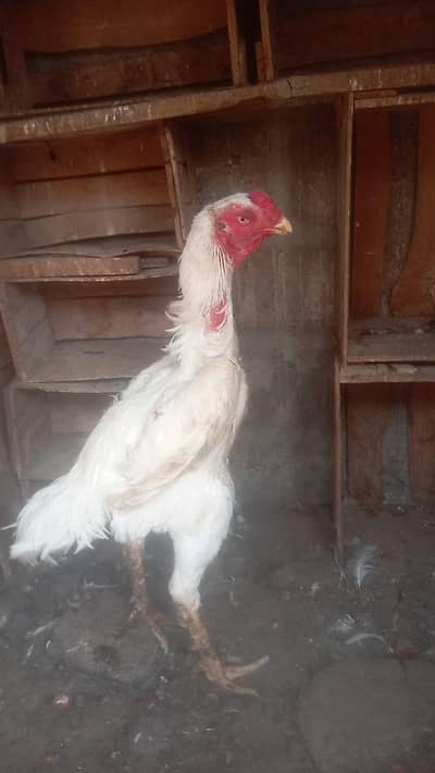 Mashallah German white oh-shamo breeder pair for sale