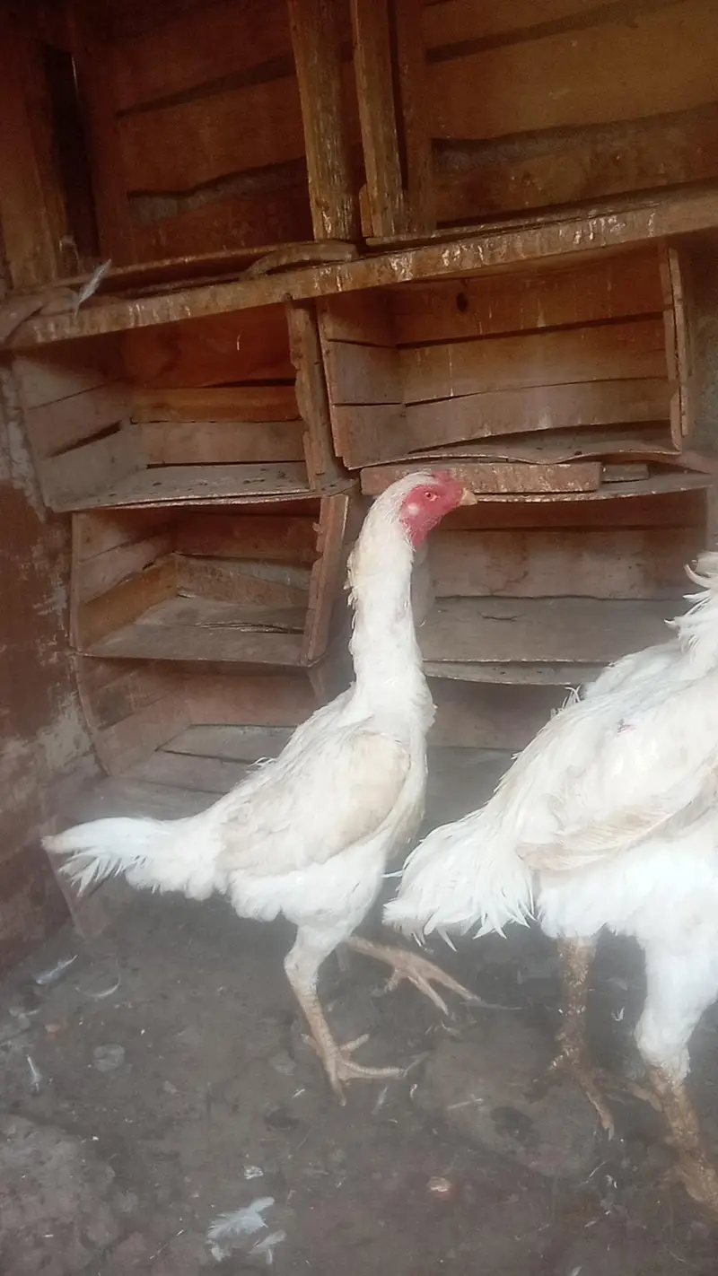 Mashallah German white oh-shamo breeder pair for sale — photo 2