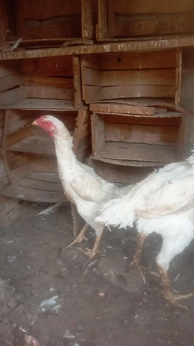Mashallah German white oh-shamo breeder pair for sale — photo 3
