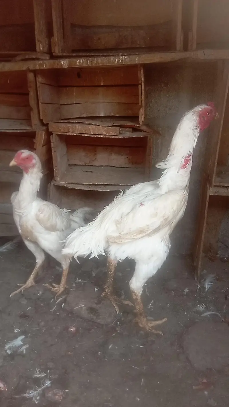 Mashallah German white oh-shamo breeder pair for sale — photo 4