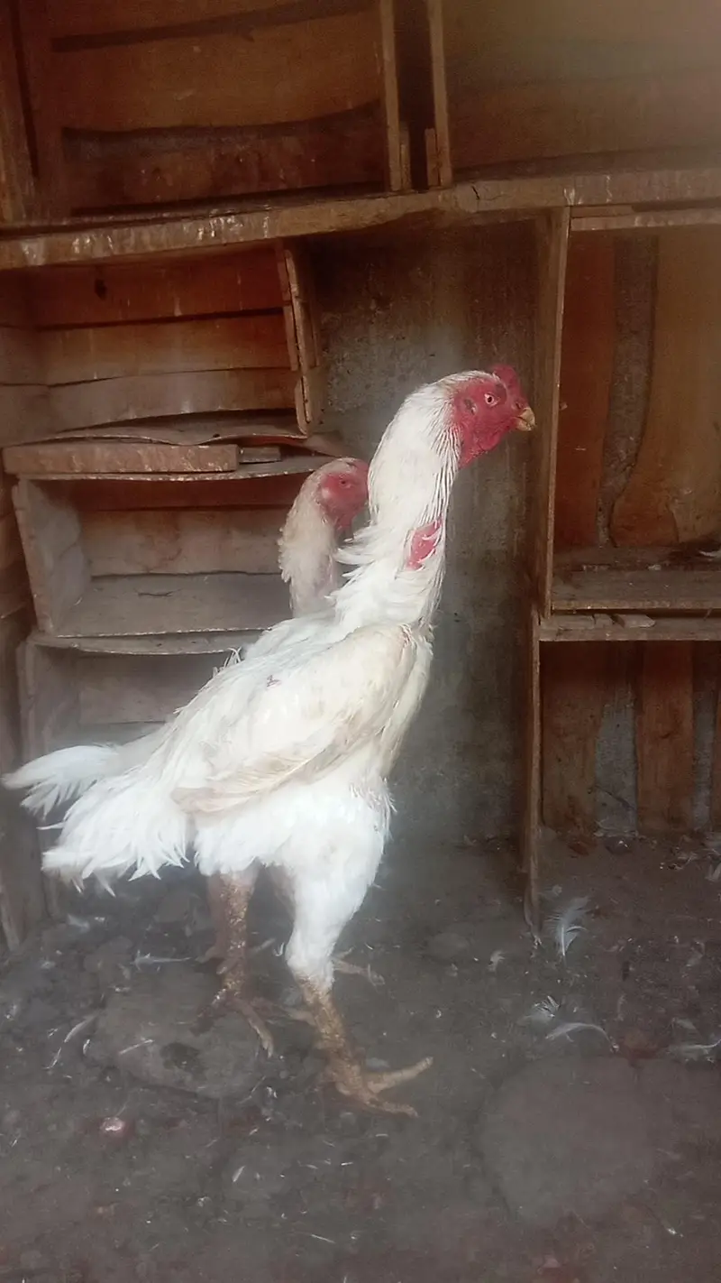 Mashallah German white oh-shamo breeder pair for sale — photo 5