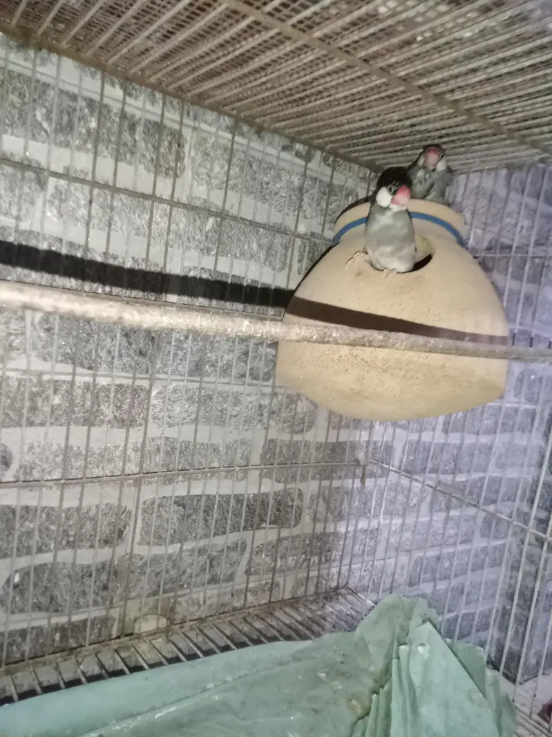 selling pair of jawa with cage ! — photo 2
