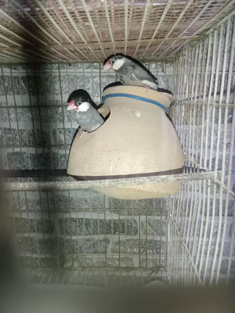selling pair of jawa with cage ! — photo 3