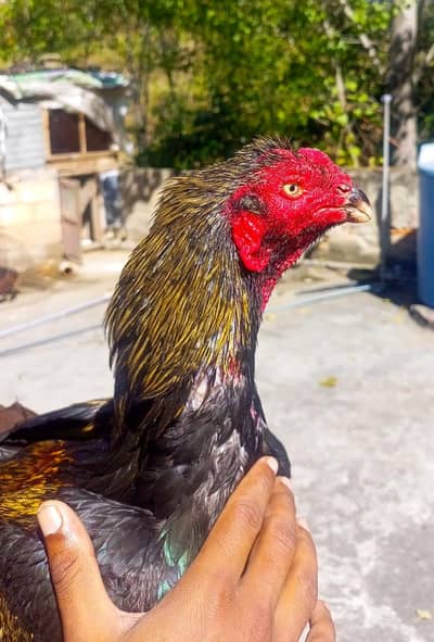 Shah Aseel Birds