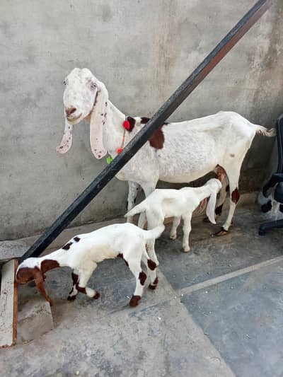 Bakri or 2 male bachay