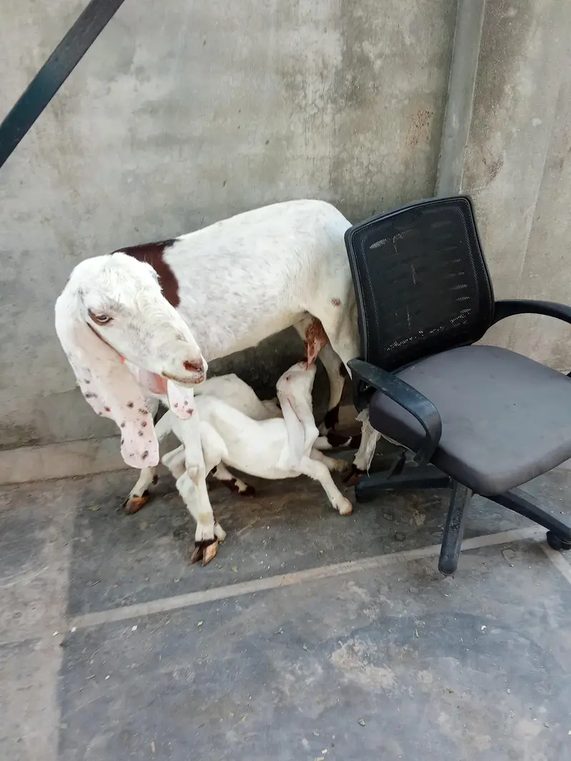 Bakri or 2 male bachay — photo 2