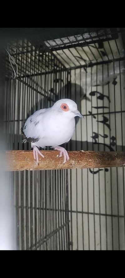 Jawa Small Colony Pied Dove Pair exchange possible