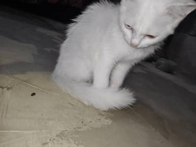White Kitten for Sale – Beautiful white & Golden Eyes