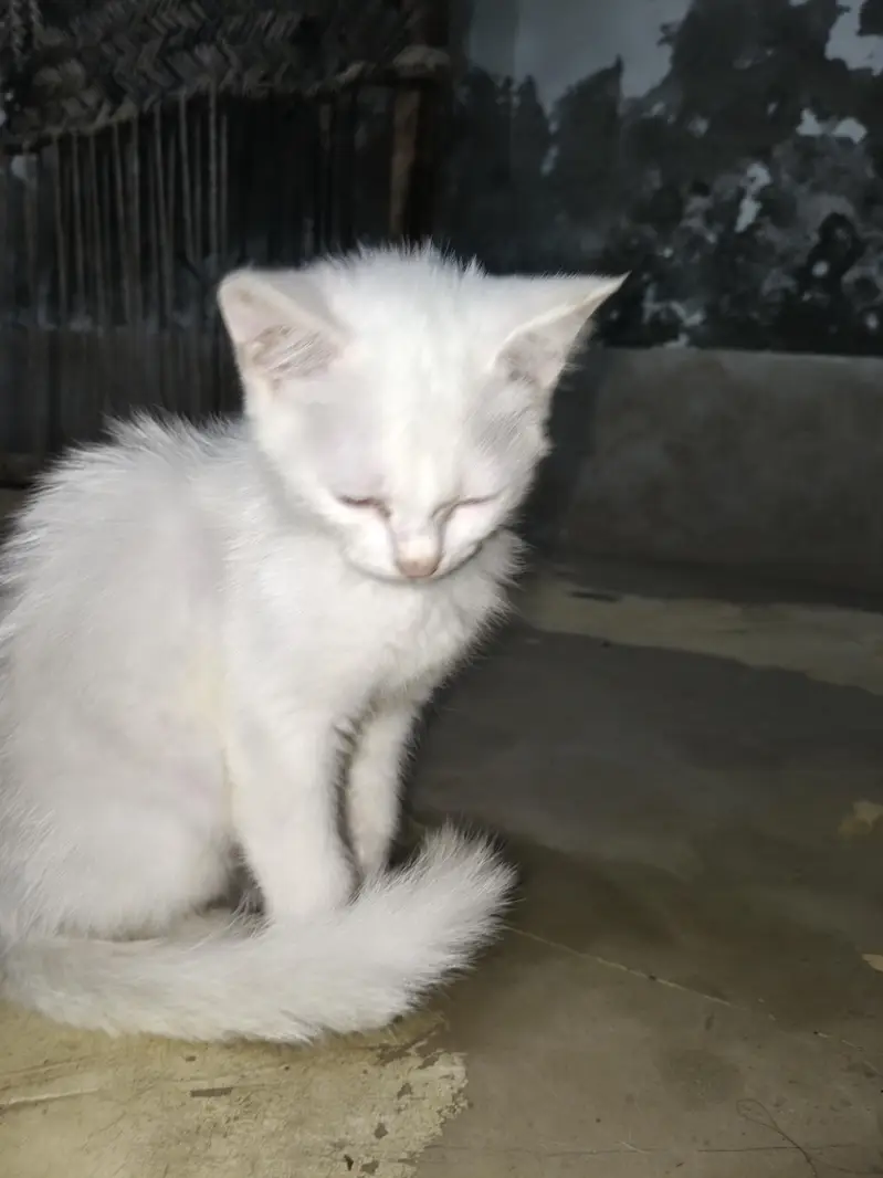 White Kitten for Sale – Beautiful white & Golden Eyes — photo 2