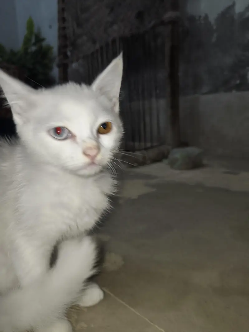 White Kitten for Sale – Beautiful white & Golden Eyes — photo 3