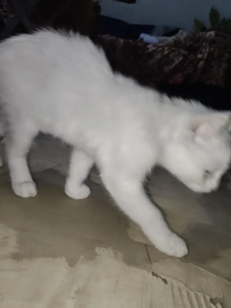 White Kitten for Sale – Beautiful white & Golden Eyes — photo 4