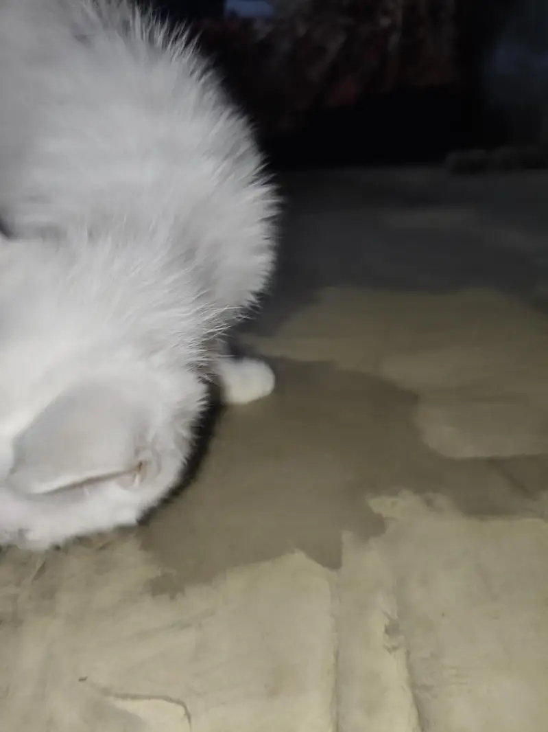 White Kitten for Sale – Beautiful white & Golden Eyes — photo 5