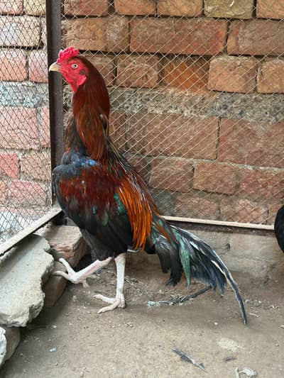 Aseel for sale