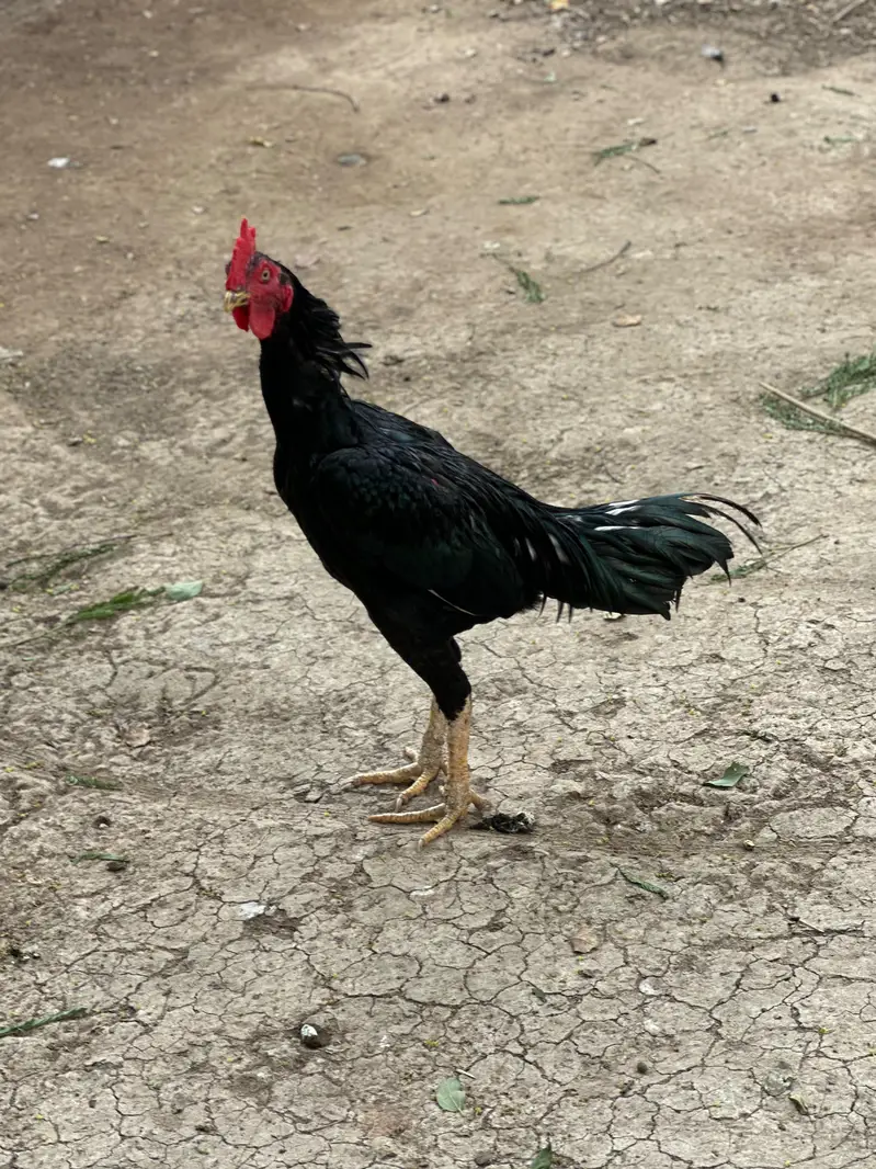 Aseel for sale — photo 3