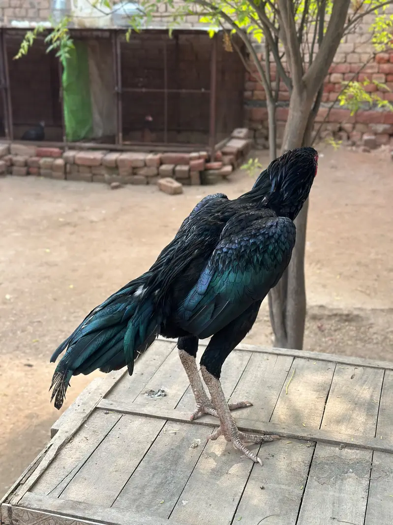 Aseel for sale — photo 4