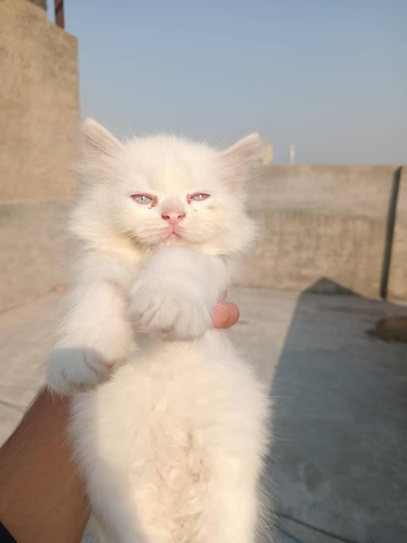Two cute kittens available 0