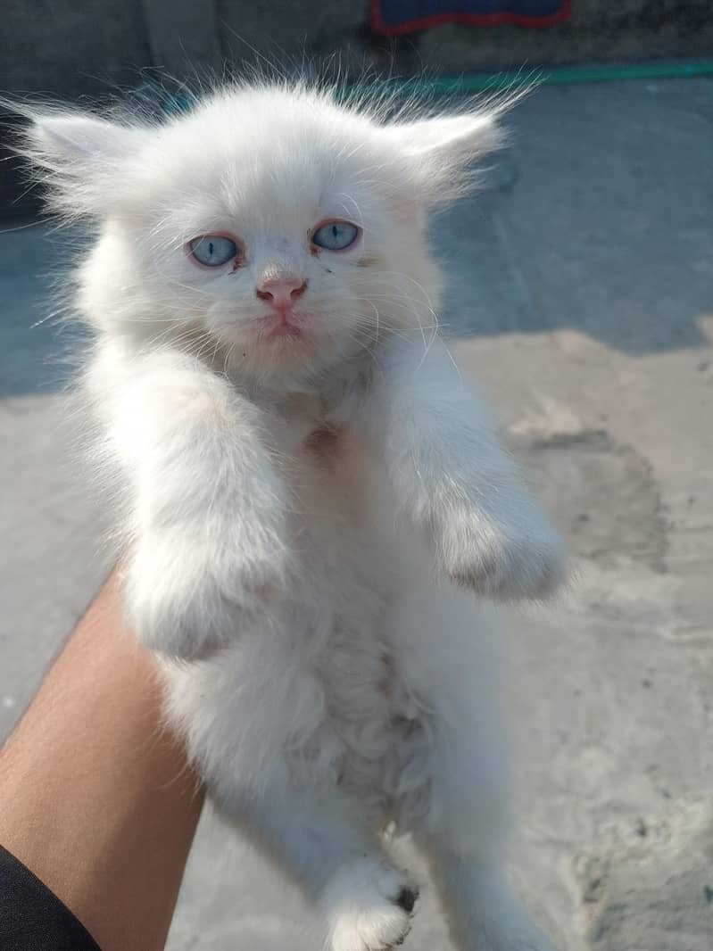 Two cute kittens available 2