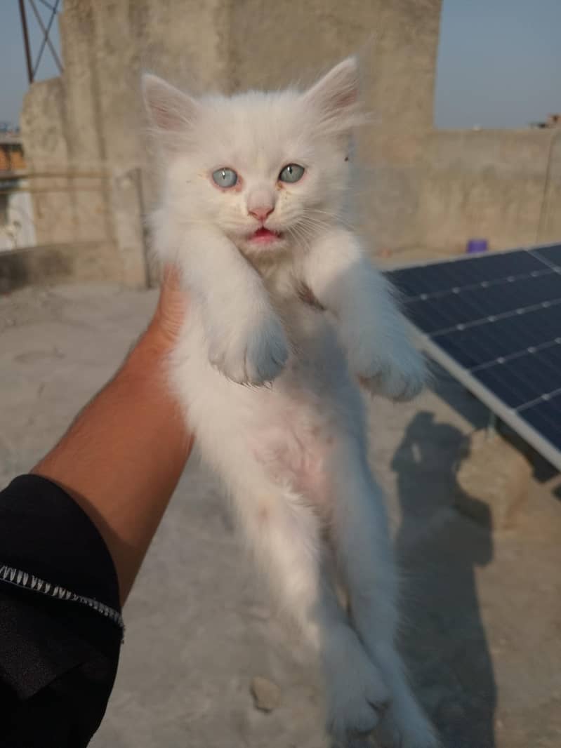 Two cute kittens available 3
