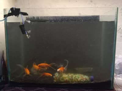 golden fish 6 + Aquarium all accesories