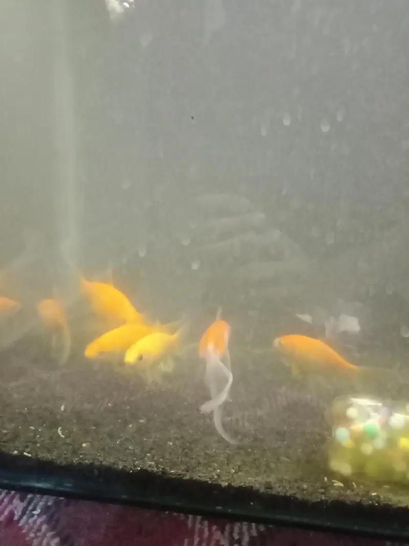 golden fish 6 + Aquarium all accesories — photo 2