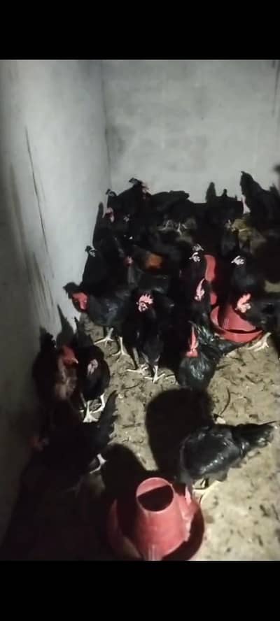 Pure Australorp males available for sale age 7 months