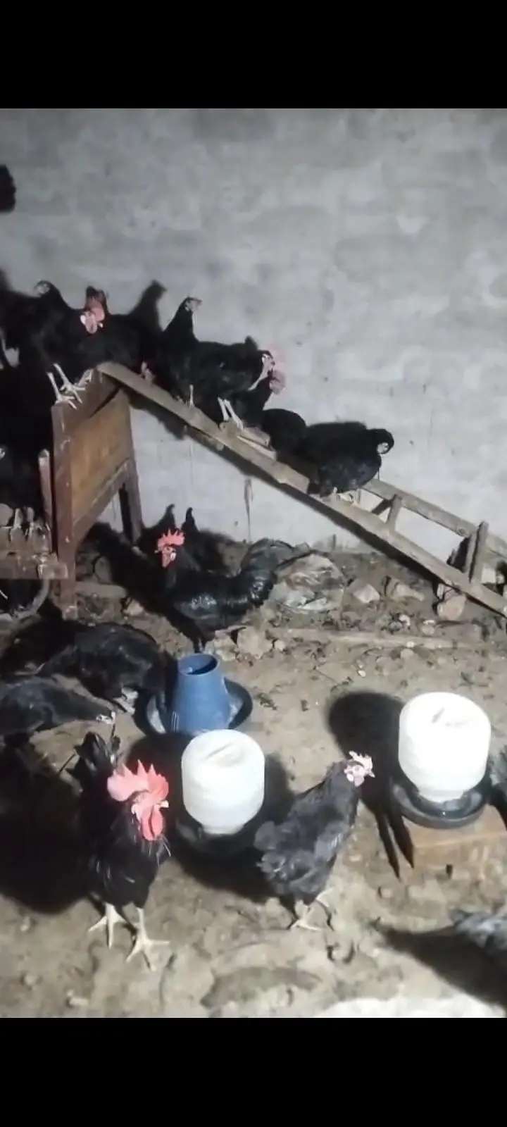 Pure Australorp males available for sale age 7 months — photo 2