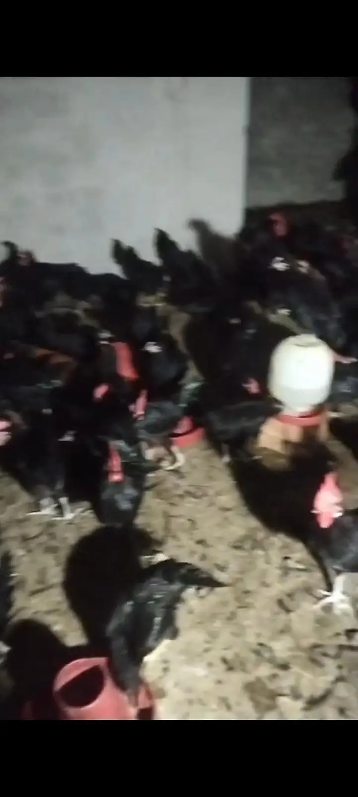 Pure Australorp males available for sale age 7 months — photo 3