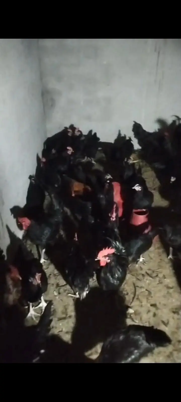 Pure Australorp males available for sale age 7 months — photo 4