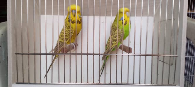 exhibition breeder pair
