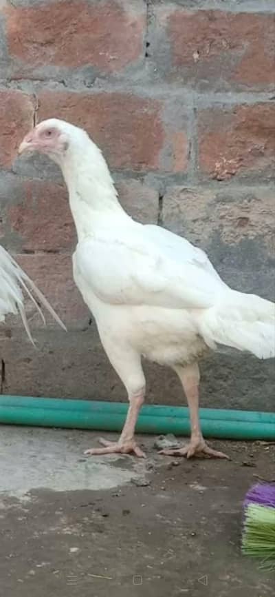 urgent sale