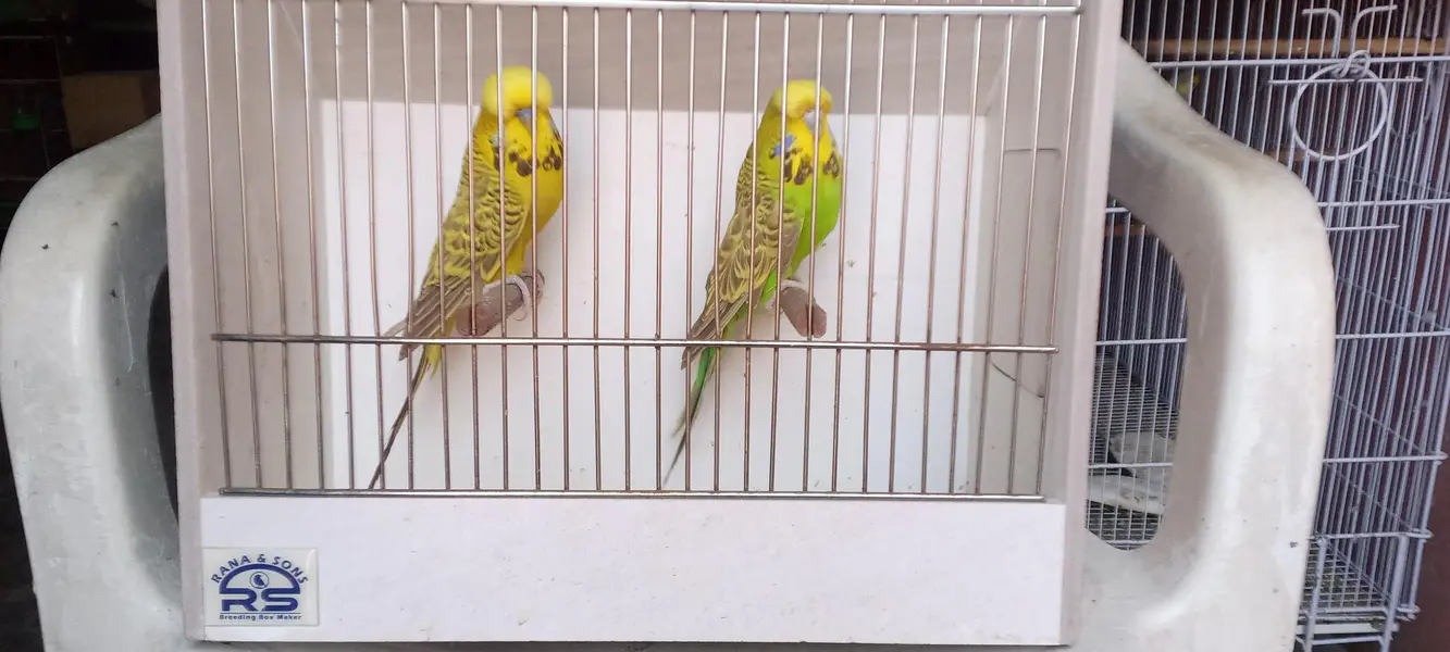 exhibition breeder pair — photo 2