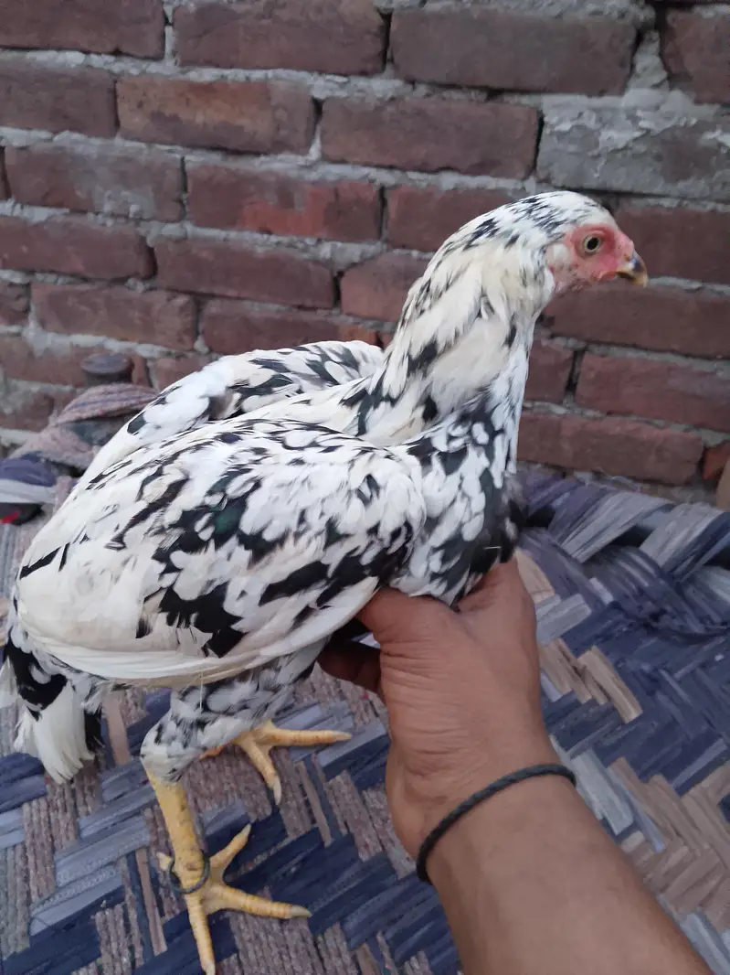 aseel mianwali — photo 3