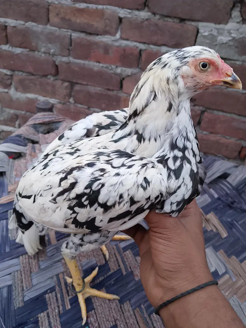 aseel mianwali — photo 4