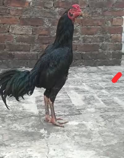 Thai AseeL trio set for sale 1 female egg de rhi he