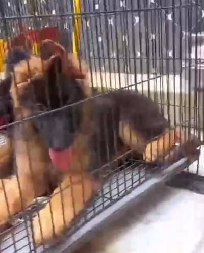 German Shepherd  Puppies 03456011805